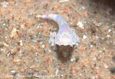A Painted Dragonet