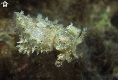 A Sepia bandensis | Pigmy Cuttle Fish