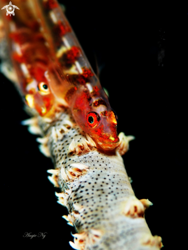 A Sea Whip Goby (or possibly Many-Host Goby)