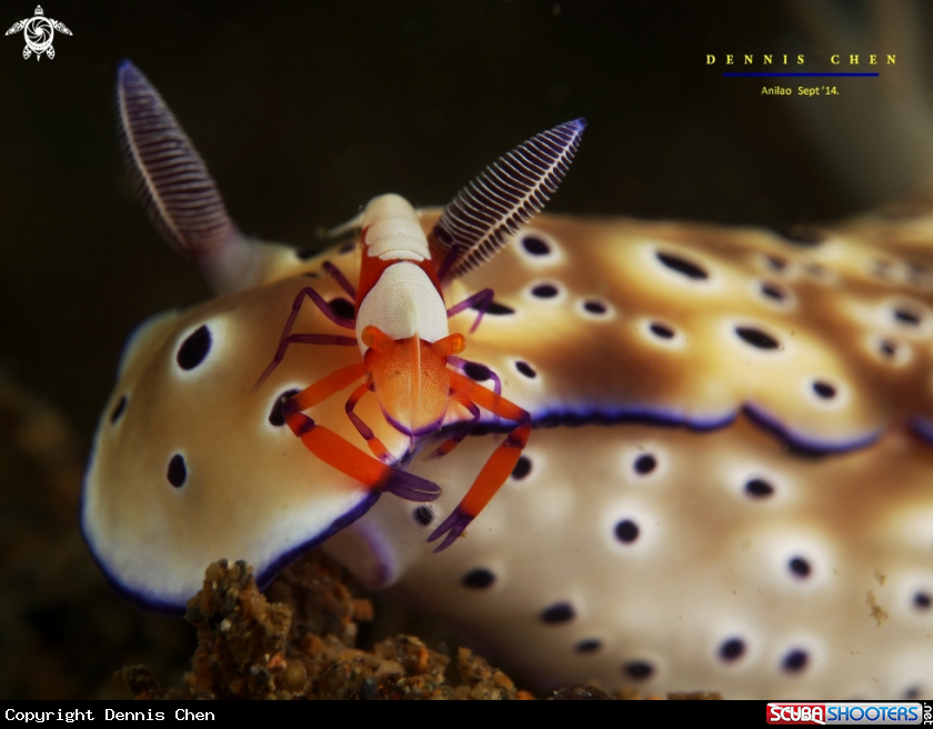 A Imperial shrimp (Periclimenes imperator) on Hypselodoris tryoni