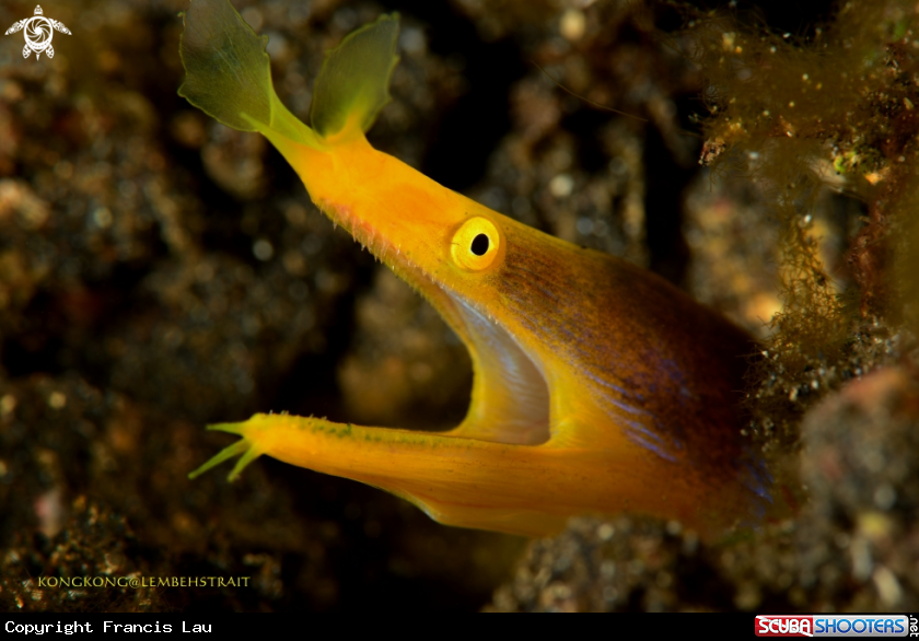 A Yellow ribbon eel