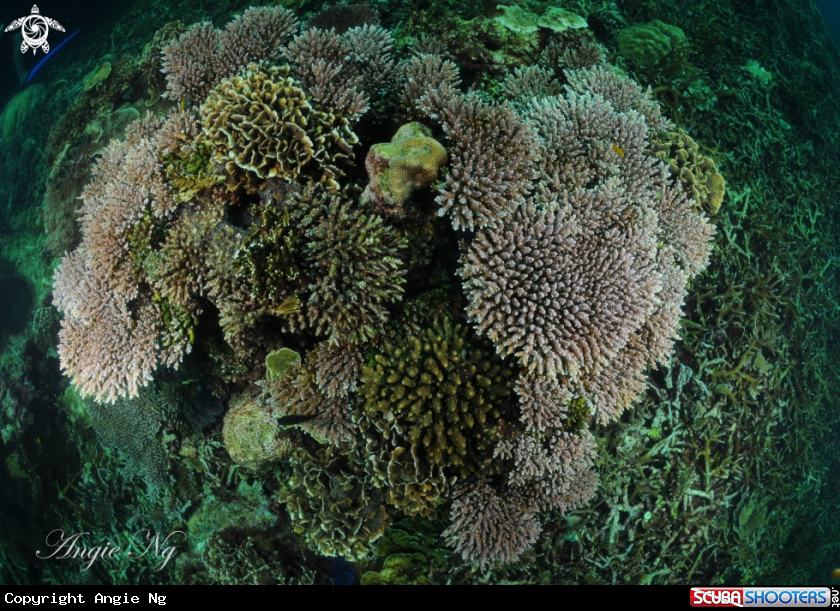 A Several species of Hard Corals. 