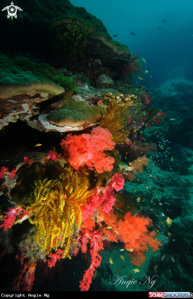 A Various Corals, both soft and hard.