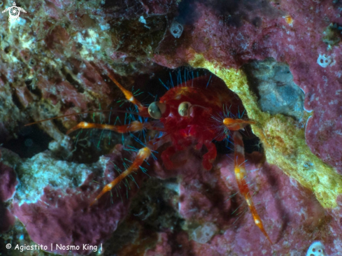 A Munida olivarae | Olivar's squat lobster
