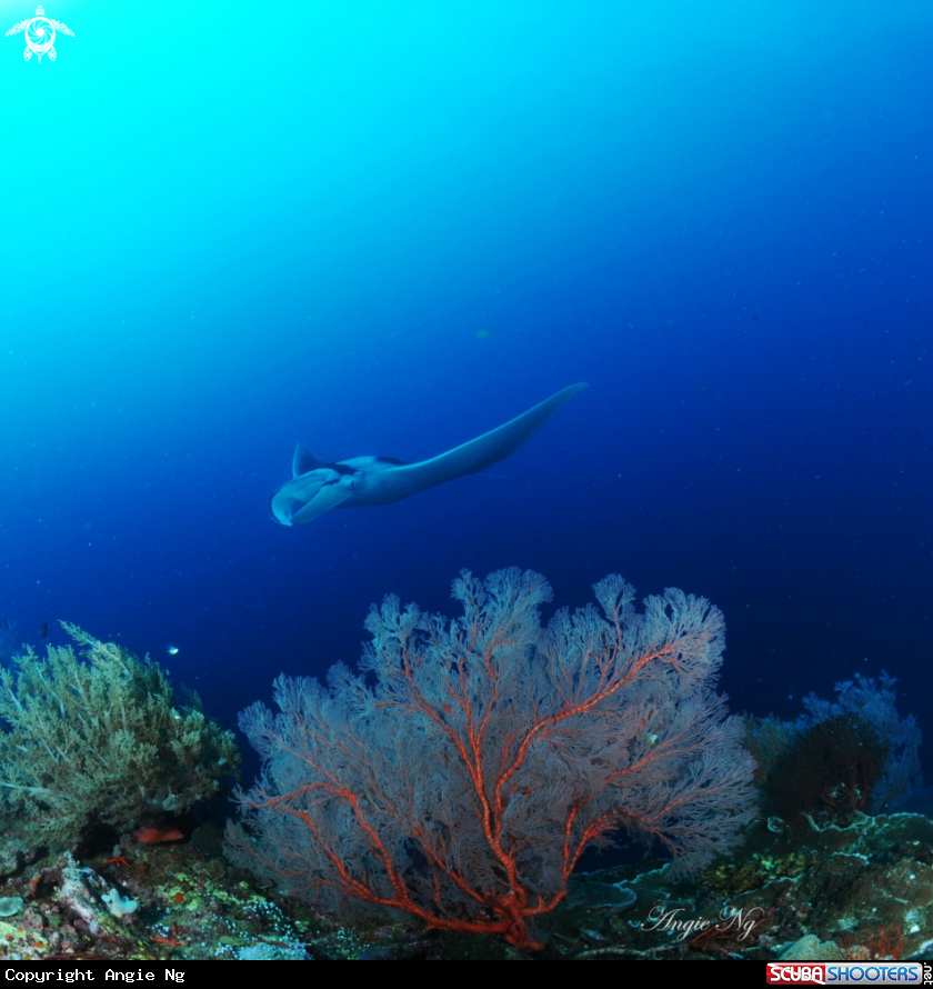 A Manta Ray with Gorgonian Sea Fan in the forground
