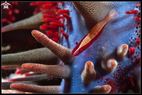 A Periclimenes soror  | Sea star shrimp