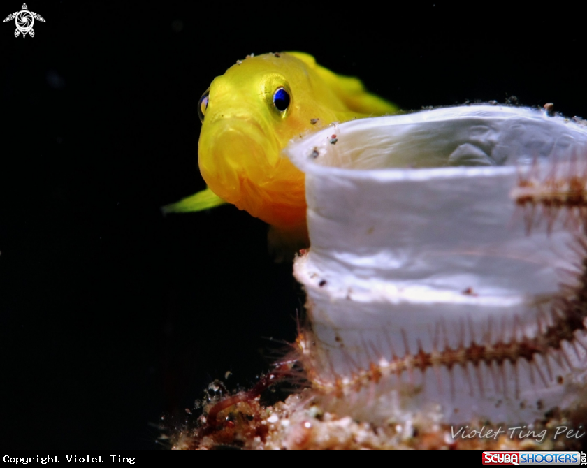A Yellow Goby