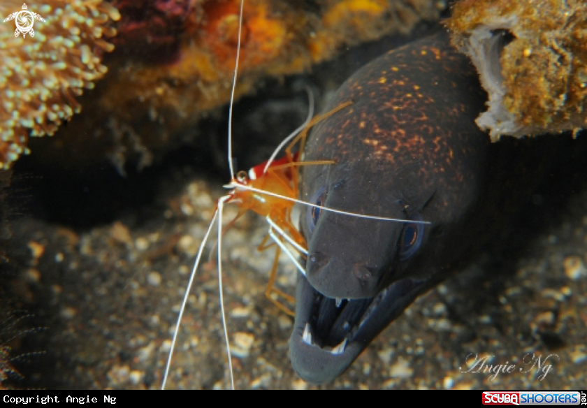 A Yellow Edged Moray with White Banded Cleaner Shrimp.