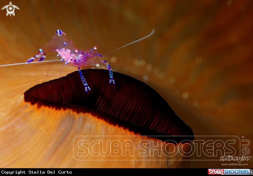 A Glass Anemone Shrimp