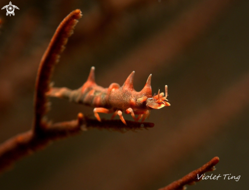 A Miropandalus hardingi  | Dragon Shrimp