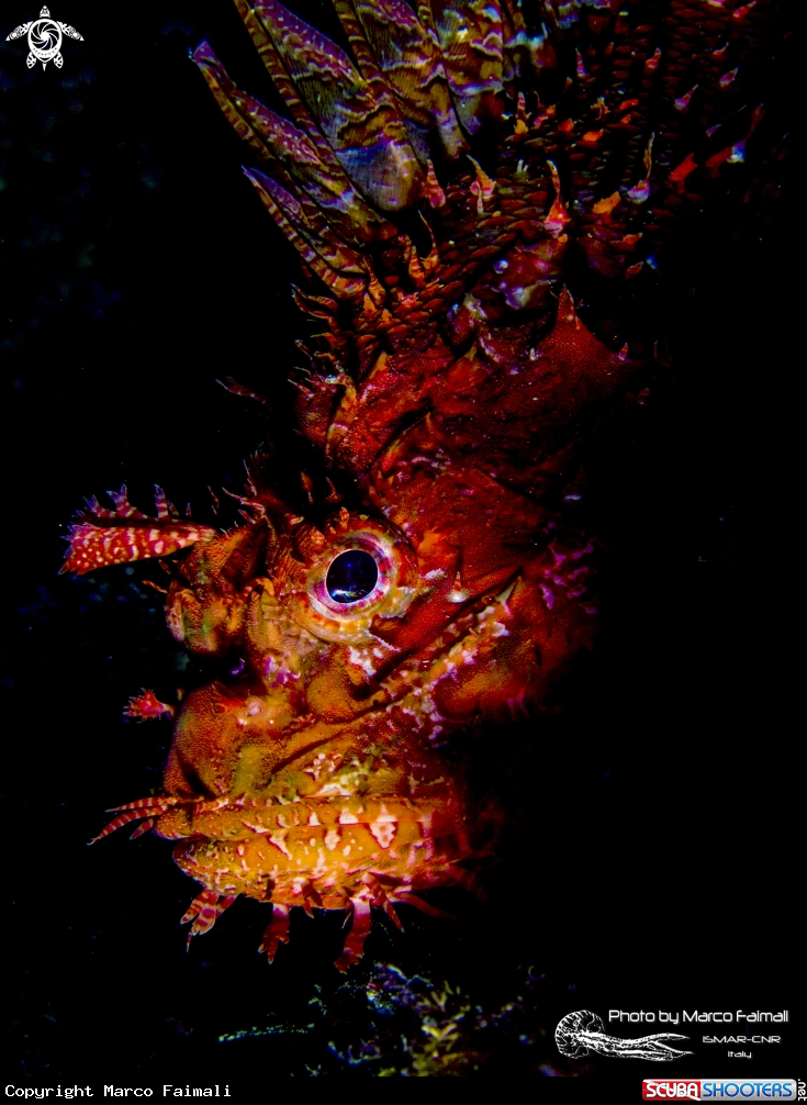 A Mediterranean scorpionfish