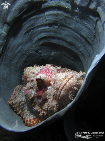 A Tasseled scorpionfish