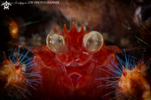 A Bug-Eyed.Squat Lobster | Bug-Eyed.