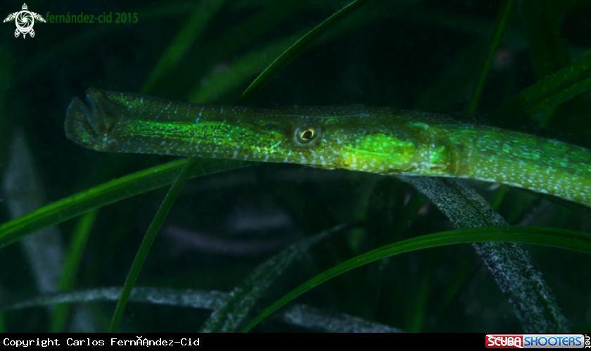 A Green pipefish
