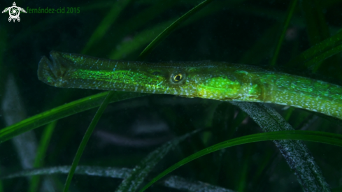 A Green pipefish
