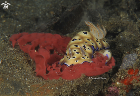 A Risbecia tryoni | Nudibranch