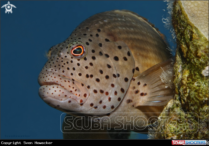 A Forster's Hawkfish