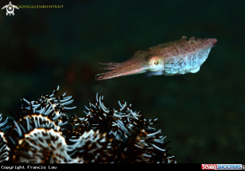 A Pygme Cuttle fish