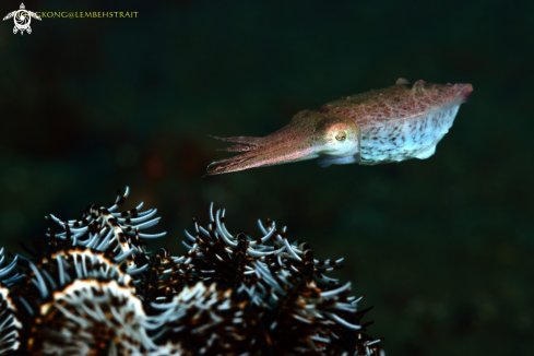 A Pygme Cuttle fish