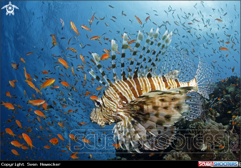 A Lionfish