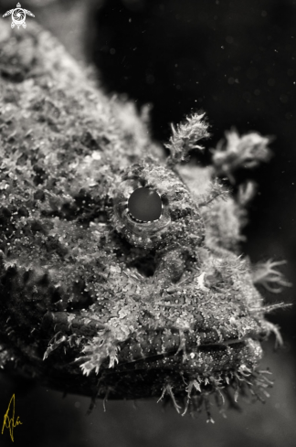 A spoted scorpionfish
