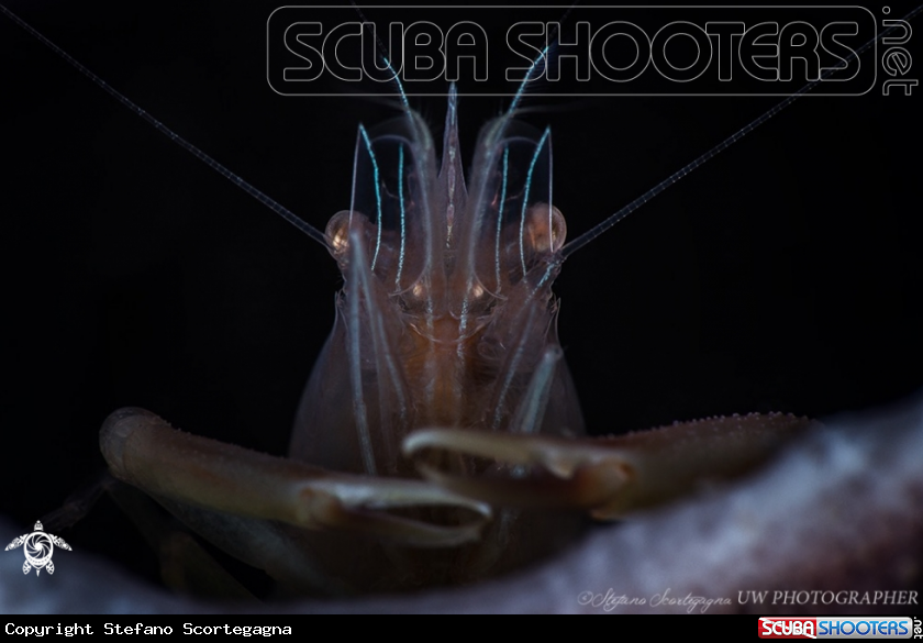 A Thaumastocaris streptopus (Commensal Sponge Shrimp) 