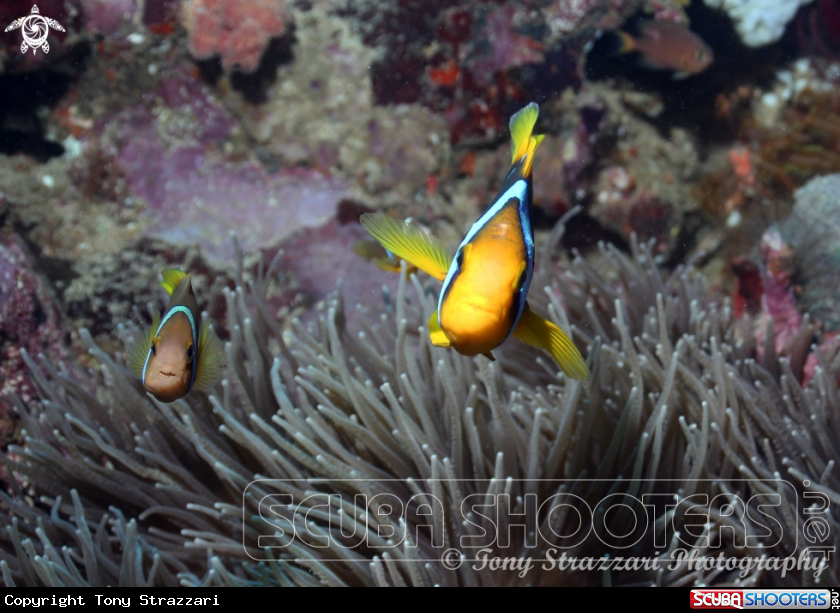 A Red Anemonefish