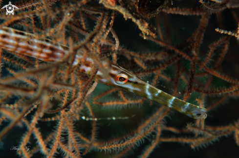 A Trumpet fish (Family) 