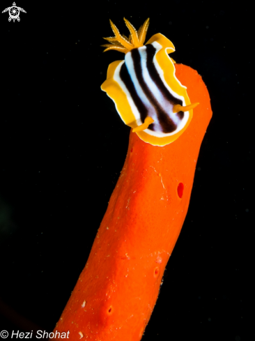 A Chromodoris quadricolor