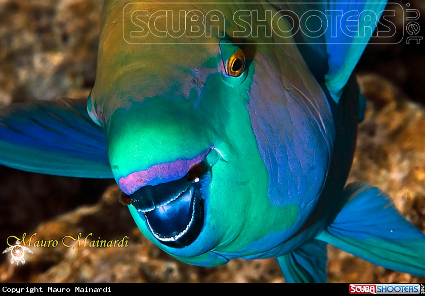 A Parrotfish