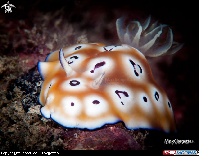 A nudibranch - Goniobranchus leopardus