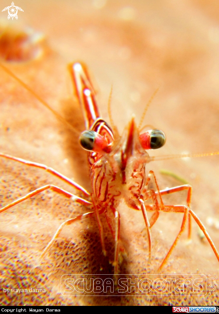 A Clean shrimp 