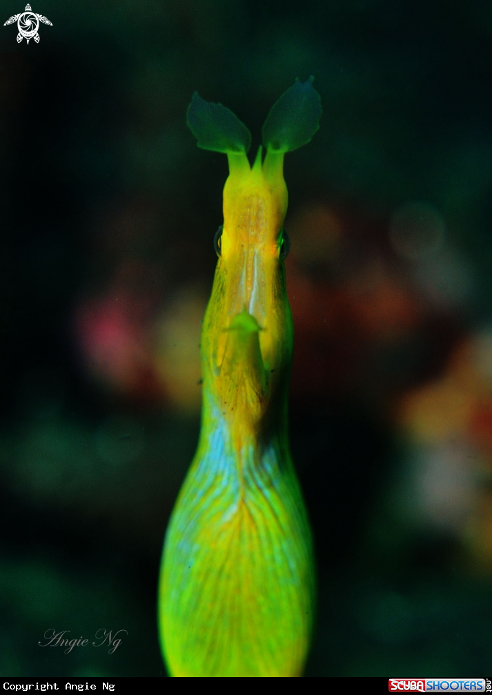 A Yellow ribbon eel