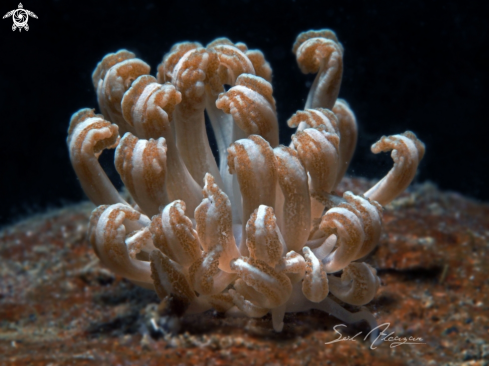 A Mimic Nudibranch