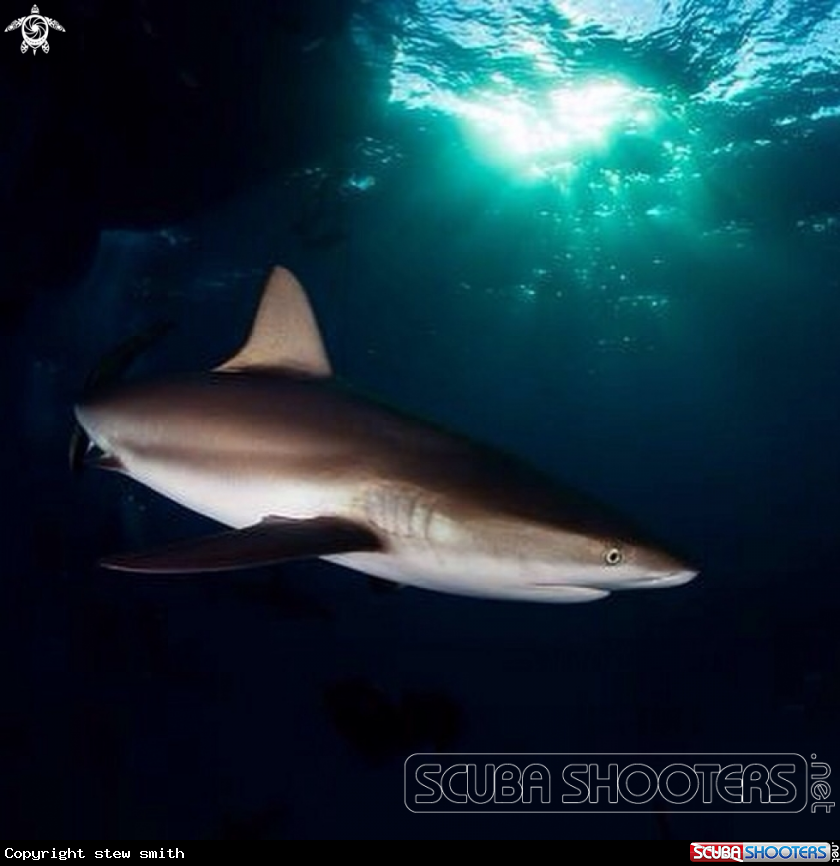 A Caribbean Reef Shark