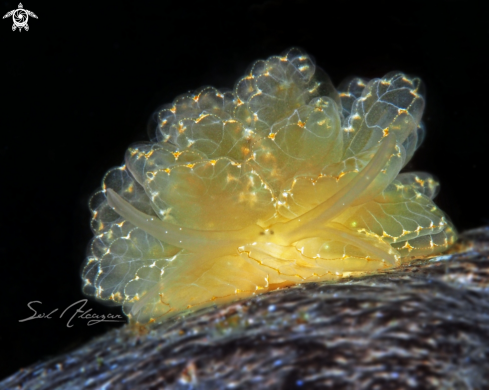 A Cyerce Elegans | nudibranch