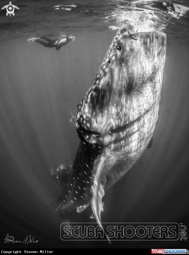 A Whaleshark