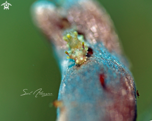 A  Aegires sp. | Nudibranch