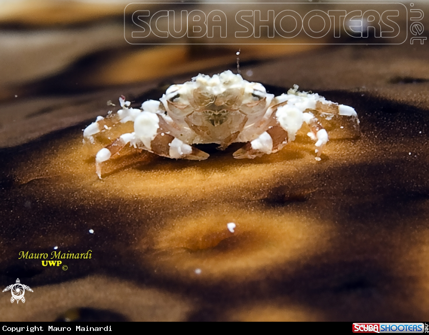 A Crab and oloturia