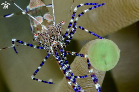 A periclimenes yucatanicus | spotted anemone shrimp
