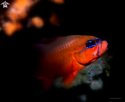 A Apogon Aureus | Cardinalfish