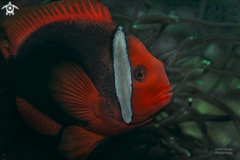 A Amphiprion melanopus | clownfish