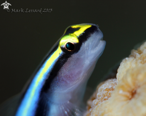 A Sharknose Cleaner Goby