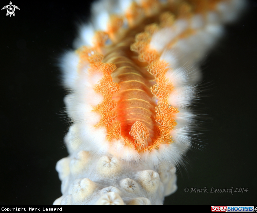 A Bristle worm