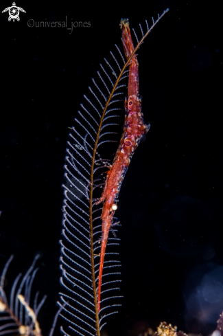 A Tozeuma lanceolatum | Ocellated Tozeuma Shrimp