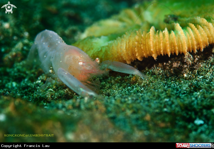 A Mud shrimp