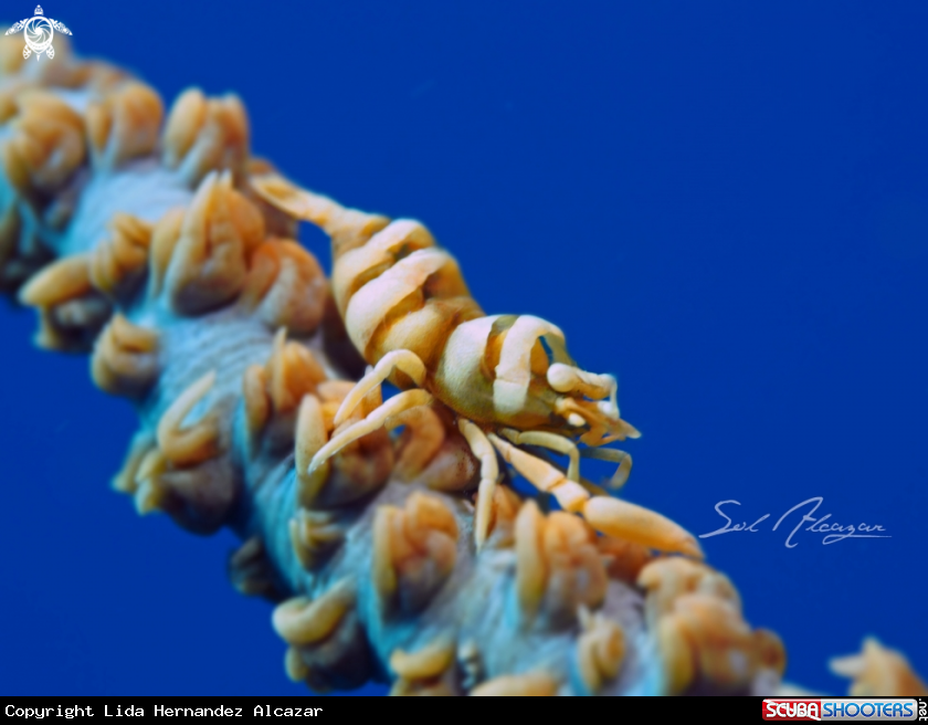A whip coral shrimp 