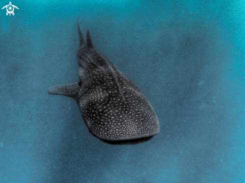 A Rhincodon typus | whale Shark