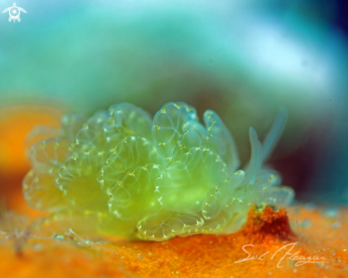 A Cyerce Elegans | Nudibranch