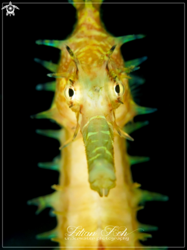 A Hippocampus Histrix | Thorny Seahorse
